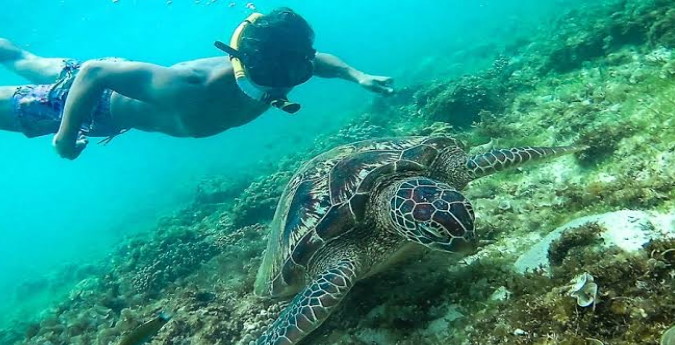 swimming turtles palawan